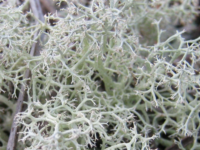 Cladonia portentosa?